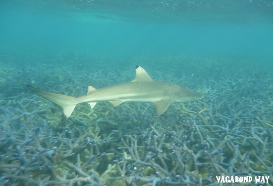 black tip reef shark