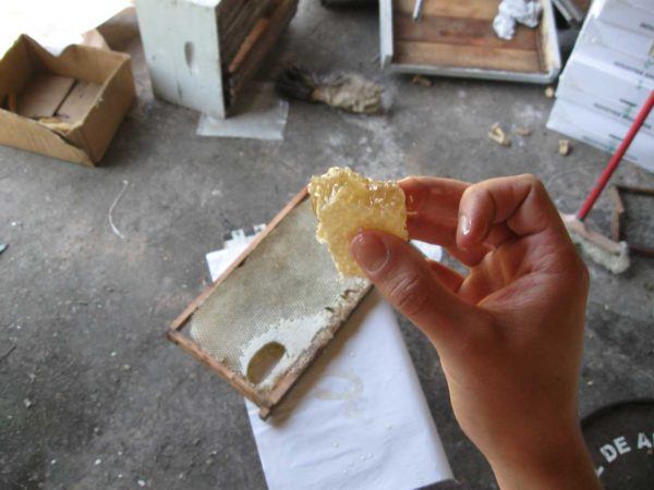a hunk of raw honeycomb