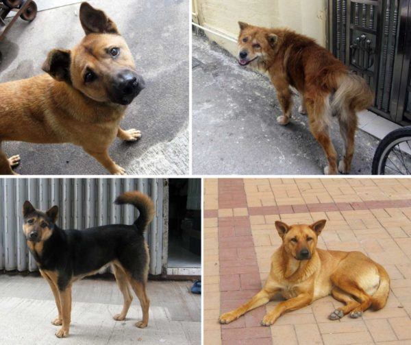 Stray dogs in Hong Kong
