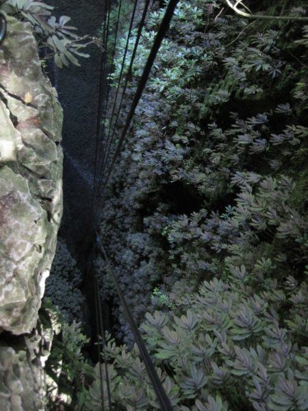 fixed abseil lines extending more than 100 metres into the Lost World Cave in Waitomo New Zealand