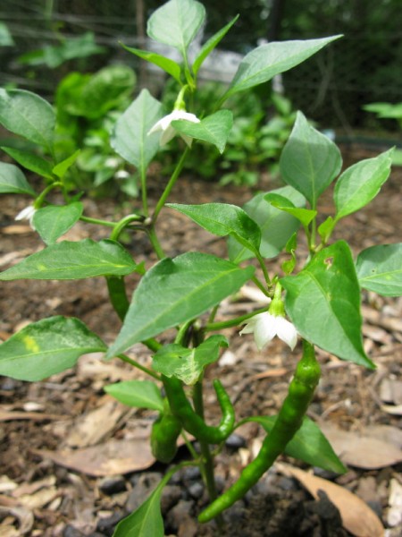 pepper plants - gardening down under