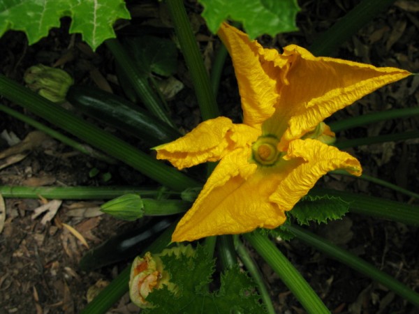 zucchini flower