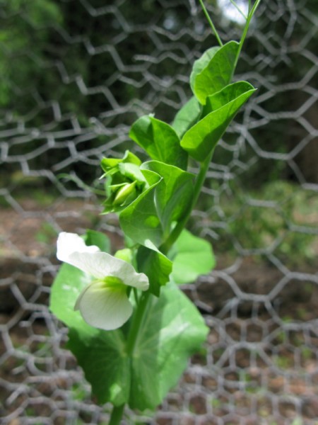 pea flower