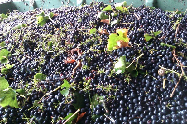 Grapes in a Bin