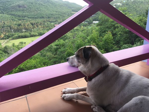 house-sitting Billy the depressed dog
