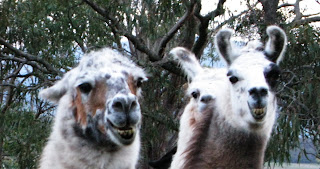 llamas grinning in Australia, as if to say "she'll be right mate"! 