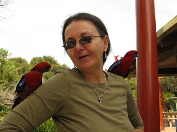 A wild rosella sitting on a shoulder at Wilson's Prom