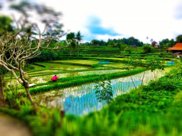 Balinese rice fields