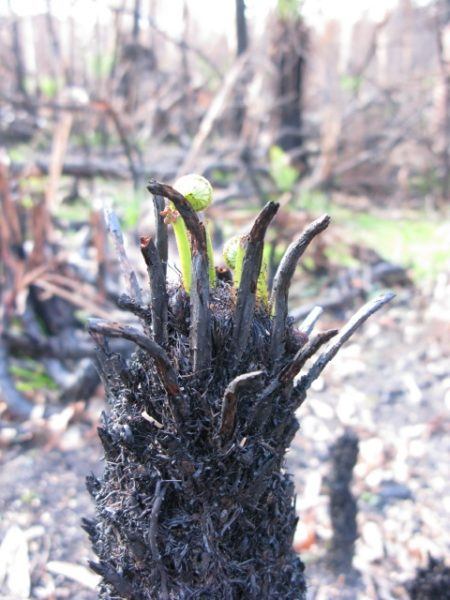 life after the Victorian Bush Fires in Australia 2009