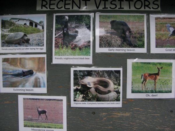 Canadian wild animals spotted