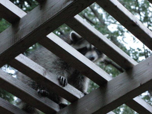 raccoon in Toronto back yard
