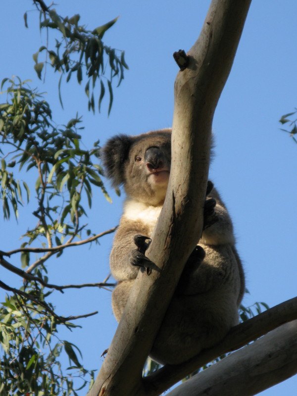 Koala at Cape Otway