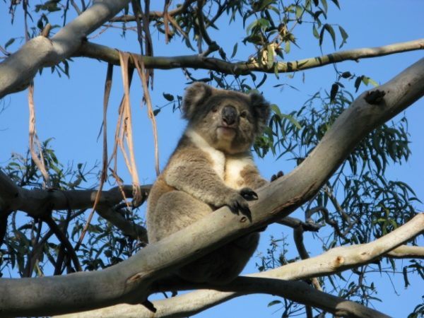 Koala in Australia