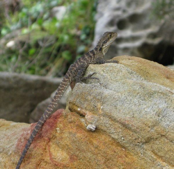 lizard on a rock in Sydney Harbour National Park