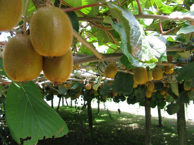 New Zealand kiwis