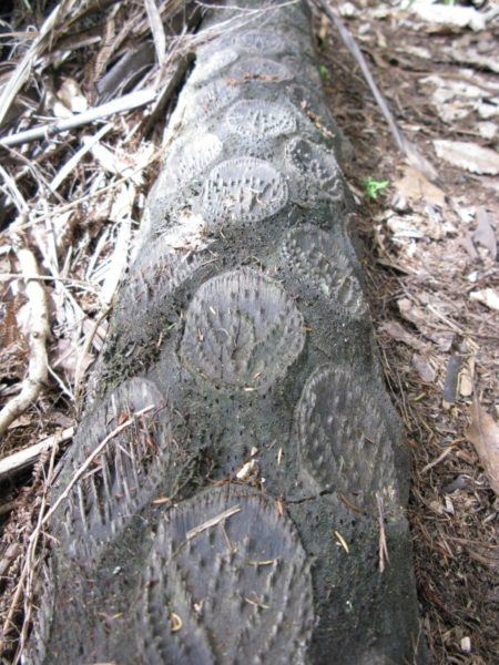 Beautiful log on the forest floor at Dharma Gaia, where Sister Shalom teaches the art of meditation