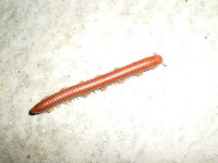 Millipede in Hawaii