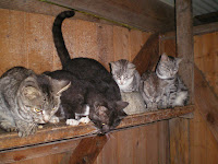 A bunch of cats waiting to be fed