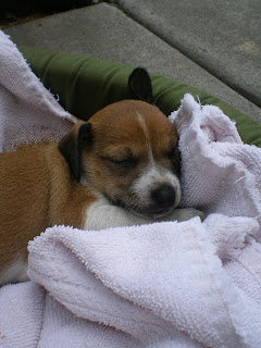 an injured puppy in a towel;  gaining insight into animal rights in Hawaii