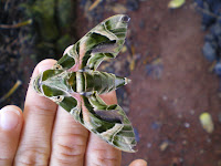 green moth sitting on a hand....what are those little itches? 