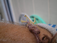 praying mantis on arm - is that one of those little itches? 