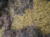 Green sand in Hawaii; visit Green Sand Beach while driving around the Big Island of Hawaii