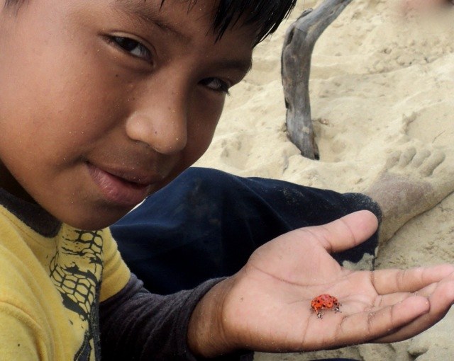 Red Frog
