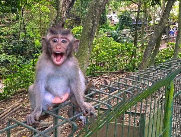 Bali Monkey
