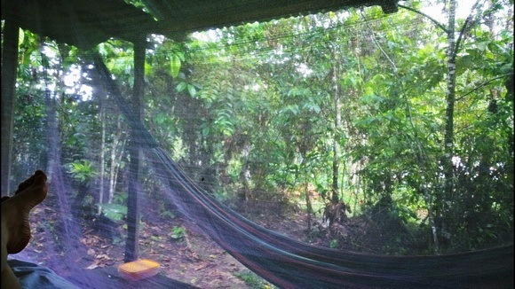 The view from my bed in the jungle