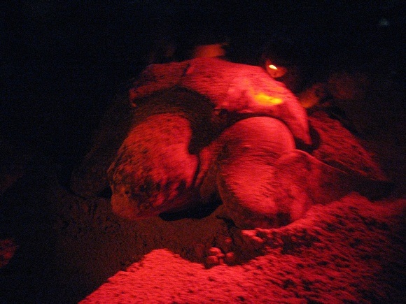 leatherback turtle laying eggs
