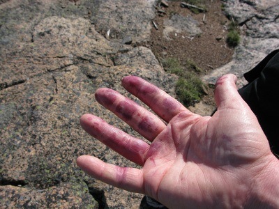 blue hands from picking berries in Sweden