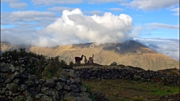 llamas silhouetted by Peruvian Andes