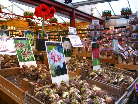 Amsterdam flower market