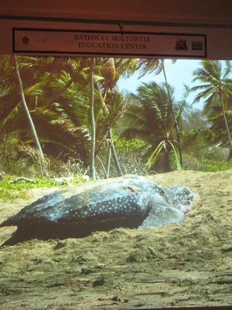 turtle conservation education centre video