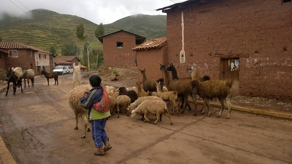 a herd of llamas walking through this Peruvian village