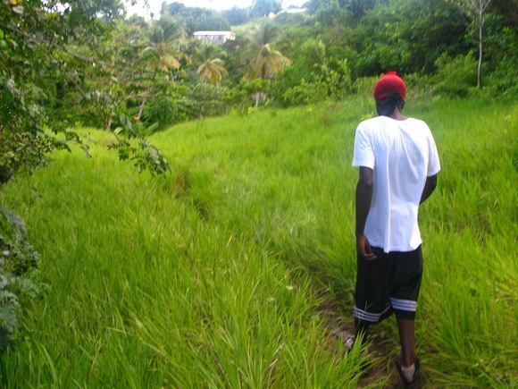 liming through the fields