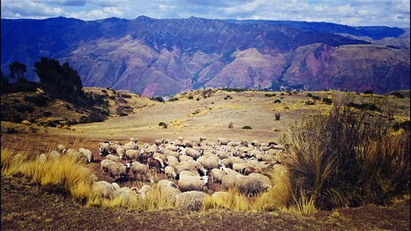 sheep grazing in the high Andes mountains