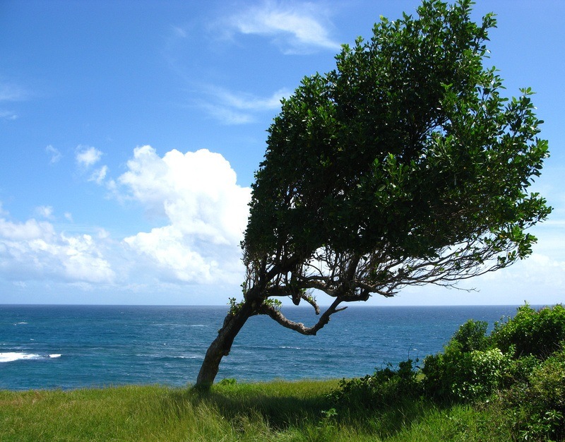 Windswept tree in Grenada