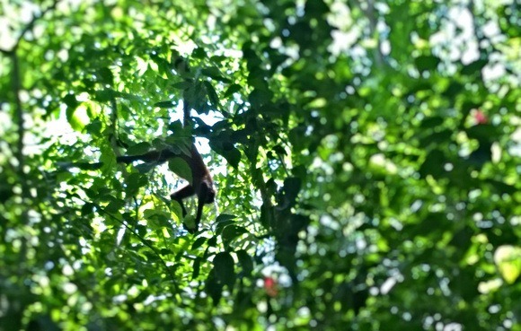 monkeys in trees in costa rica