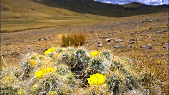 fuzzy cactus bush with yellow flowers and Peruvian Andes in the background 