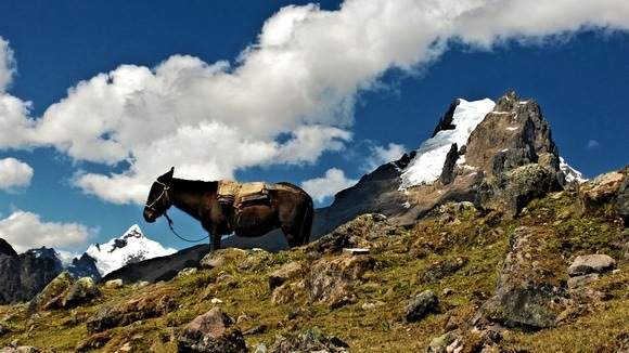 mule posing below a glacier-capped mountain in Peru