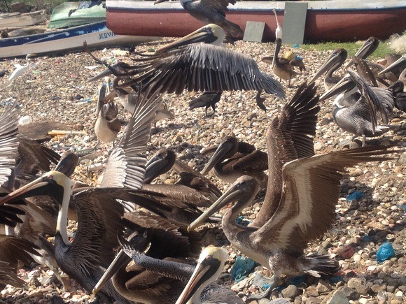 Pelicans on the beach in Panama