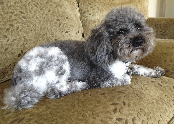 Pet-Sitting Bentley the Diapered Dog