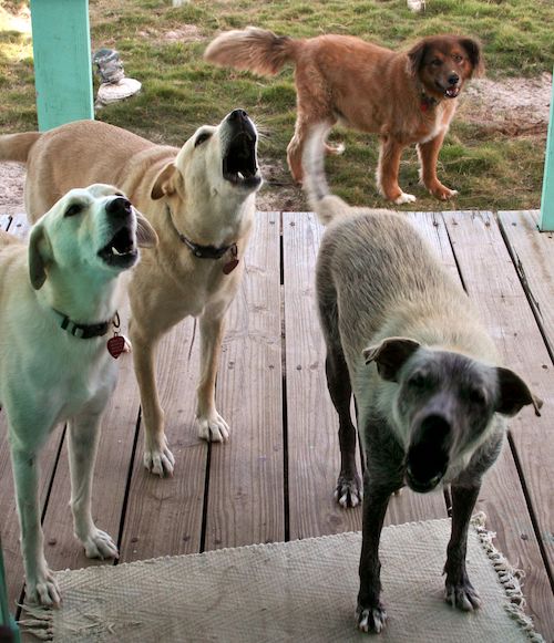 Pet Sitting Four Crazy Dogs
