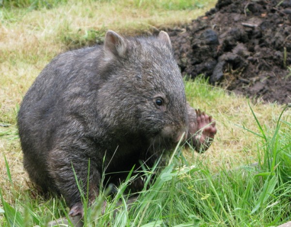 Poppy the wombat