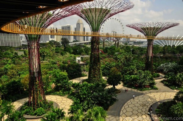 Singapore trees