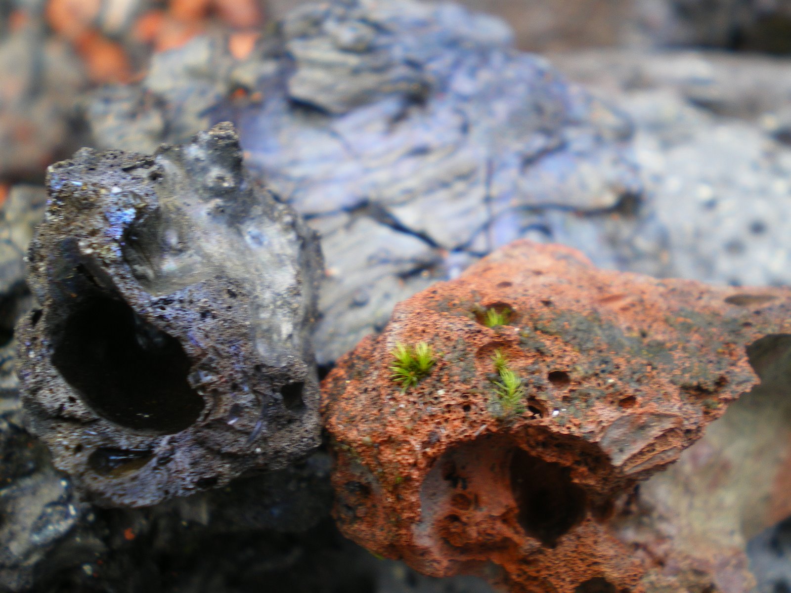 [some+of+the+beautiful+lava+rocks+all+around+us.JPG]