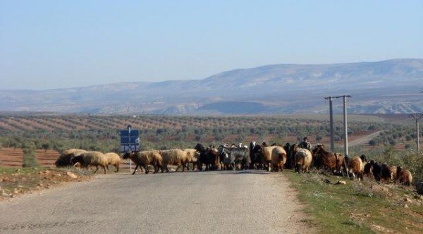 syrian traffic jam