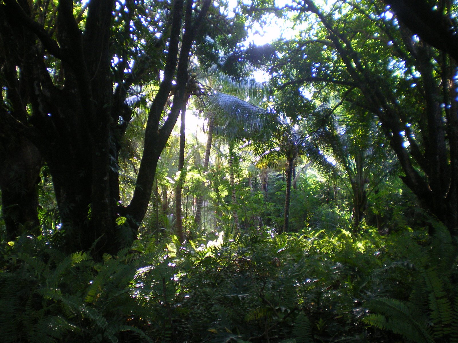 [the+rich+luscious+forest+where+our+food+comes+from.JPG]