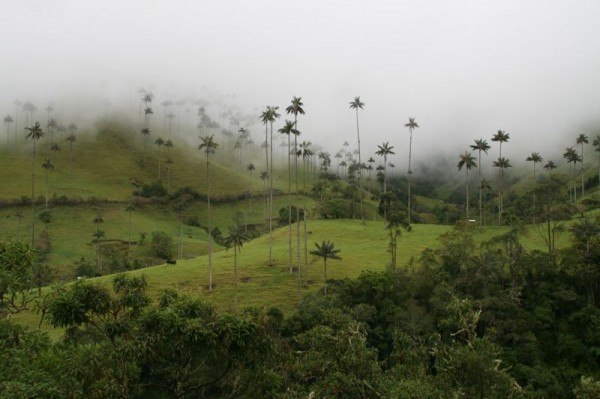 valle_cocora_palms